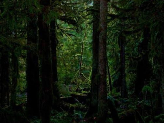 Flor Vaquero - Podcast #071 Dark Jungle